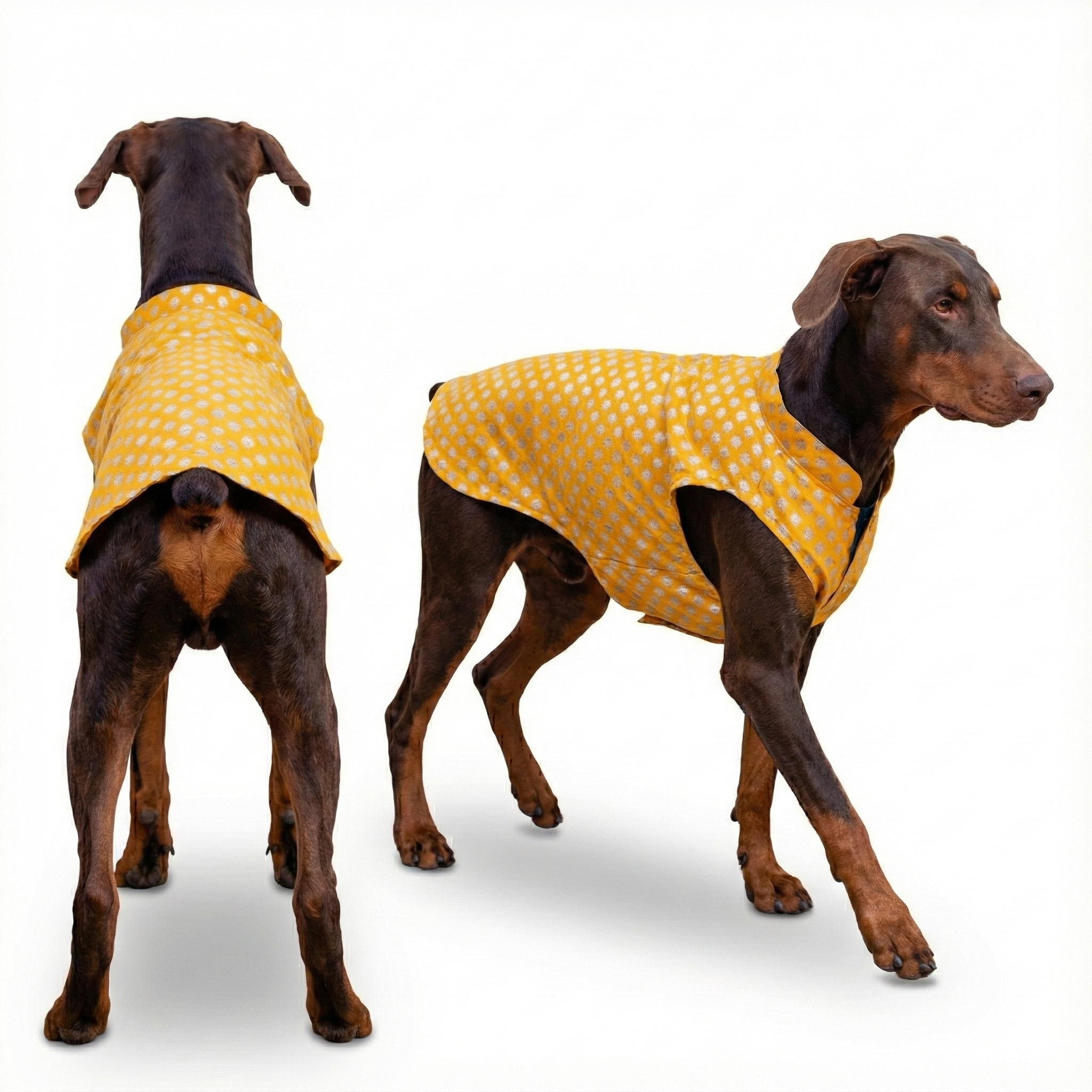 Dog Sherwani Kurta