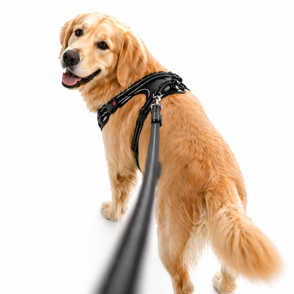 dog chest harness / belt harness dog chest harness / belt harness