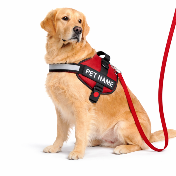 dog vest harness