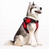 dog body belt harness