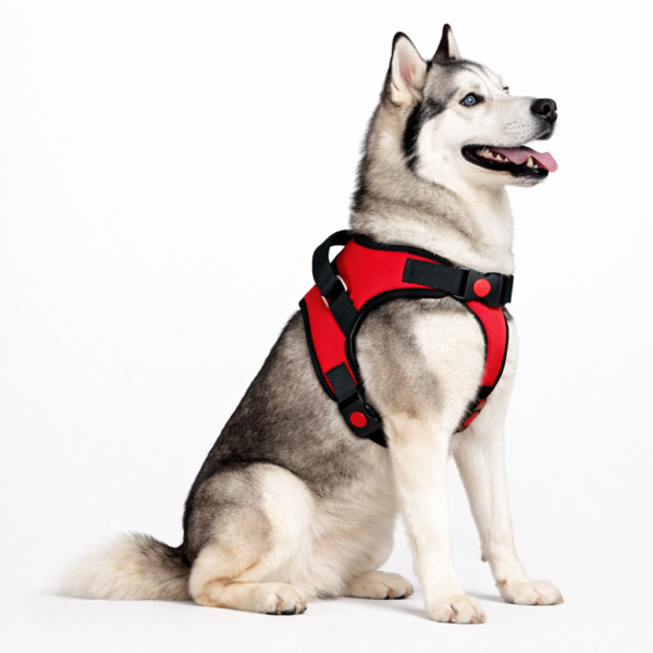 dog body belt harness