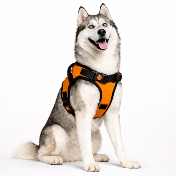 dog body belt harness