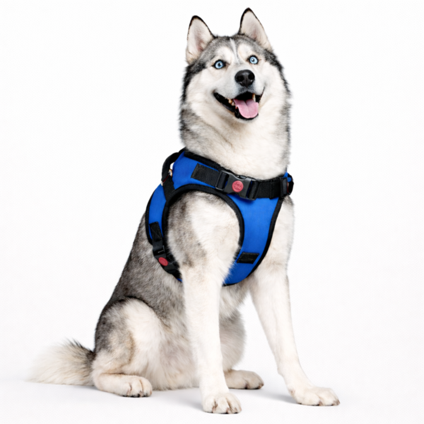dog body belt harness