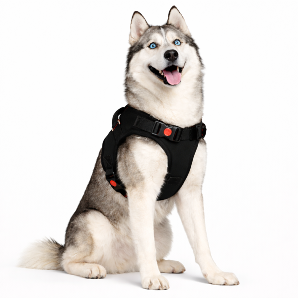 dog body belt harness