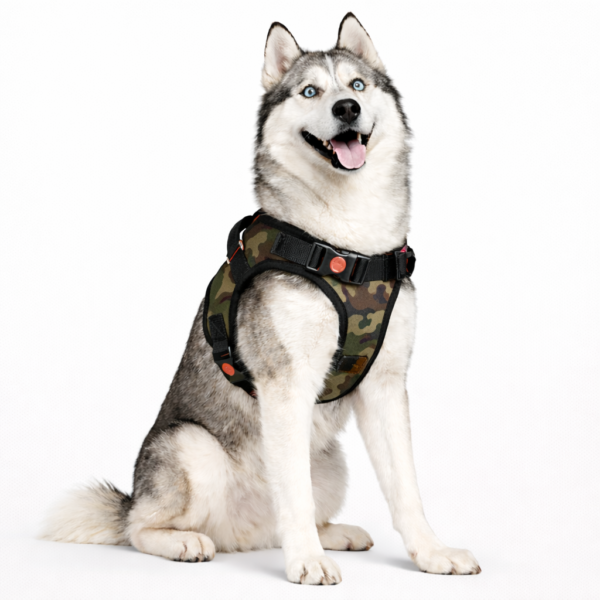 dog body belt harness